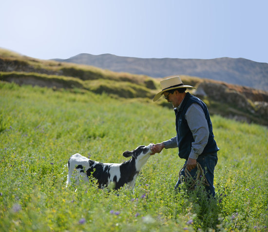 Farmer gently petting a calf in a grassy field with mountains in the background.